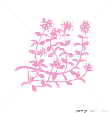Watercolor thyme. Hand draw branches of thyme Watercolor thyme. Hand draw branches of thyme 60930675