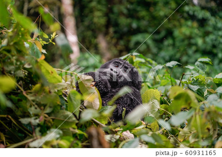 portrait of a black gorilla looking at you in the wild deep in the jungle 60931165