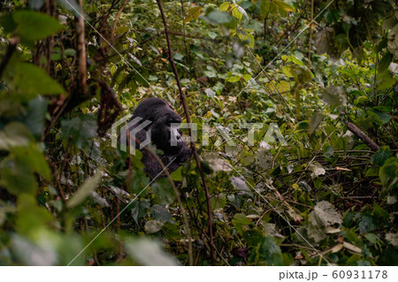 the leader of a pack of gorillas, silver back in the depths of the jungle 60931178