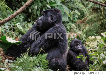 A black gorilla with a baby chewing vegetation in the wild deep in the jungle 60931182