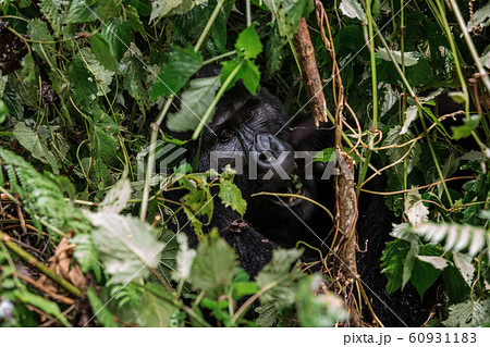 portrait of a large male gorilla in the depths of vegetation portrait of a large male gorilla in the depths of vegetation 60931183