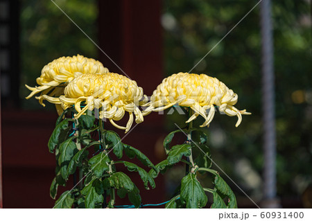 美しい和菊 60931400