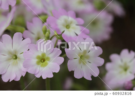 雲南桜草の花 雲南桜草の花 60932816