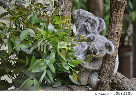 コアラの母親と子ども コアラの母親と子ども 60933106