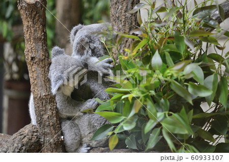 コアラの母親と子ども コアラの母親と子ども 60933107