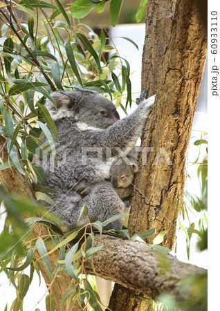 コアラの母親と子ども 60933110