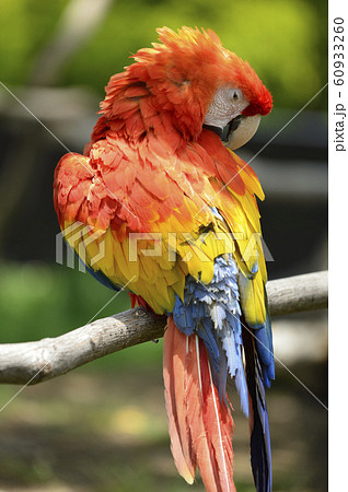 色鮮やかなインコ の写真素材