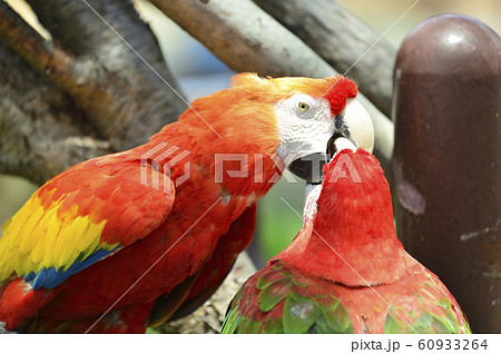 色鮮やかなインコ の写真素材