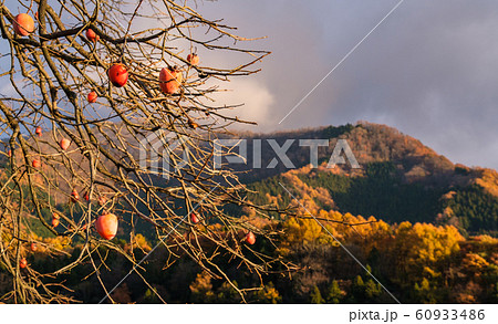 夕暮れの柿 60933486