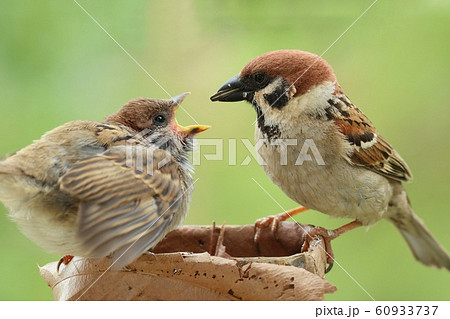 スズメの親子 巣立ち雛に餌を与える親鳥 スズメの親子 巣立ち雛に餌を与える親鳥 60933737