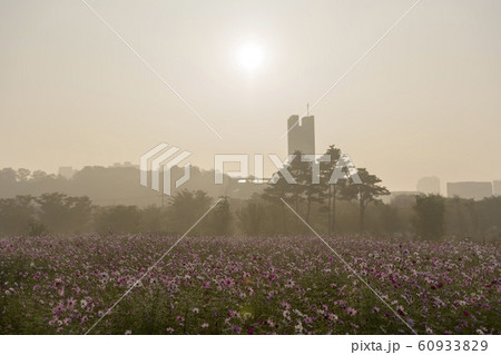 風景 自然 韓国 60933829