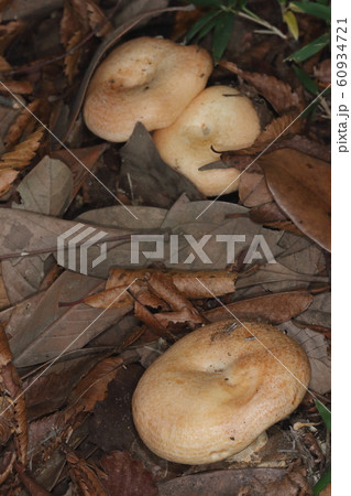 自然 茸 アイバカラハツモドキ(青木仮称)、雑木林。落葉の積もった地面に沢山発生しています 自然 茸 アイバカラハツモドキ(青木仮称)、雑木林。落葉の積もった地面に沢山発生しています 60934721