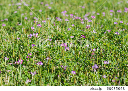 春　レンゲ畑 60935068