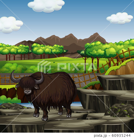 Scene with wild buffalo in the zoo 60935244