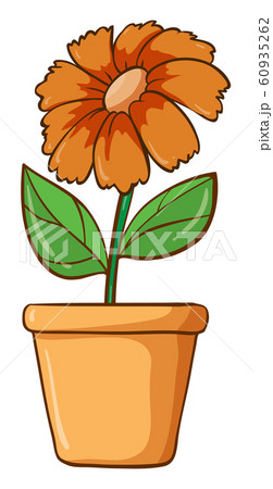 Orange flower in clay pot Orange flower in clay pot 60935262