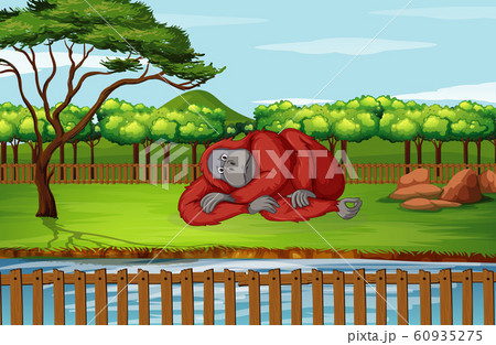 Scene with gorilla in the zoo 60935275