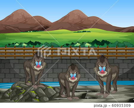 Scene with baboons at the zoo 60935309