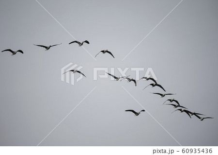 韓国 鉄原郡 鳥 60935436