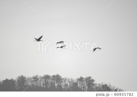 韓国 鉄原郡 鳥 60935782