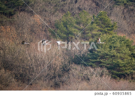 韓国 鉄原郡 鳥 60935865