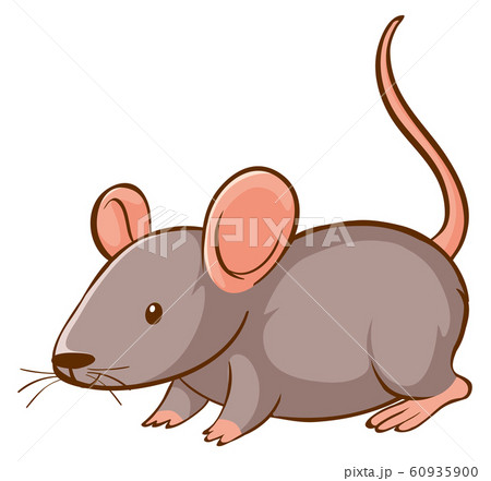 Gray mouse on white background 60935900