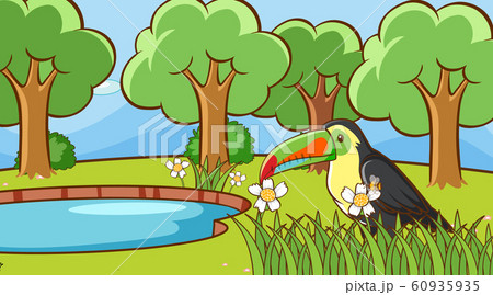 Scene with toucan bird in the park Scene with toucan bird in the park 60935935