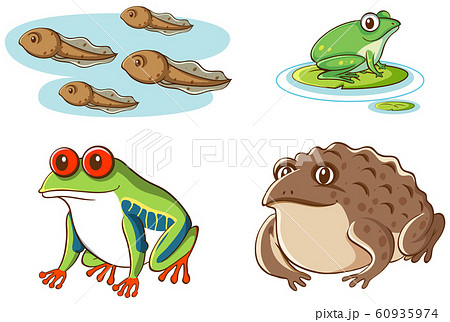 Isolated Picture Of Tadpoles And Frogsのイラスト素材