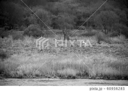 韓国 鉄原郡 鳥 60936283