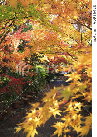 薬師寺　　東京都足立区伊興 60936429