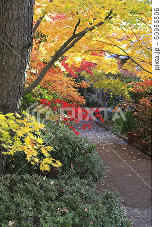 薬師寺 東京都足立区伊興 薬師寺 東京都足立区伊興 60936506