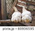 Chicken on the farm 60936595