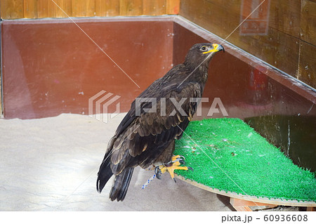 ソウゲンワシ 60936608