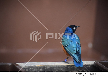 ツキノワテリムク 60936622