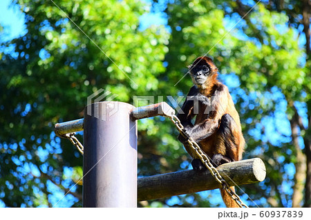 クモザル 60937839