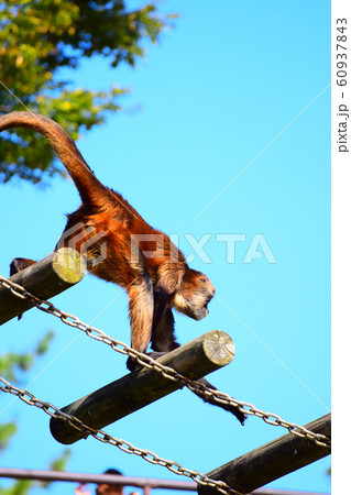 クモザル 60937843
