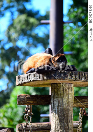 クモザル 60937846