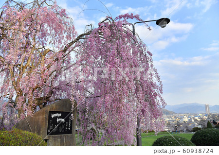 山形県上山市　月岡公園とかみのやま温泉の街並み　桜 60938724