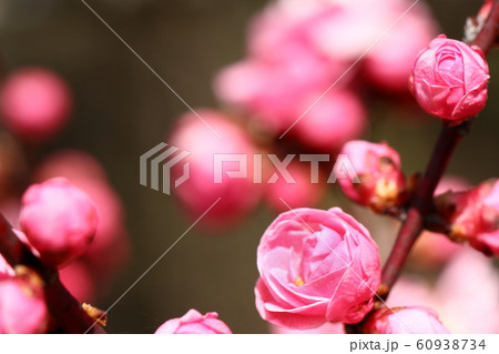 梅園の梅 60938734