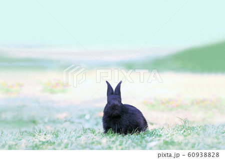 草地に座る黒い子供のウサギの写真素材 6093