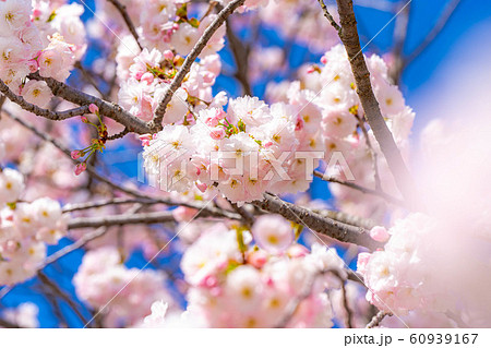 八重桜 アップ 千曲川桜堤 【長野県】 八重桜 アップ 千曲川桜堤 【長野県】 60939167