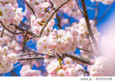 八重桜 アップ 千曲川桜堤 【長野県】 八重桜 アップ 千曲川桜堤 【長野県】 60939168