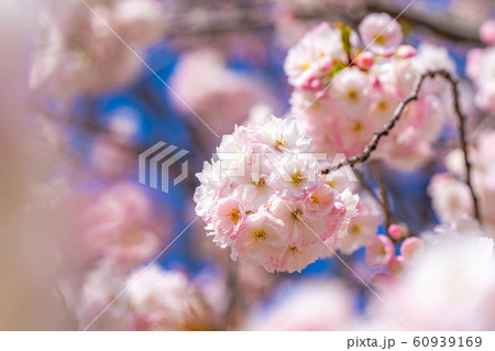 八重桜　アップ　千曲川桜堤　【長野県】 60939169