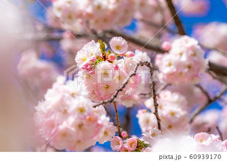 八重桜 アップ 千曲川桜堤 【長野県】 八重桜 アップ 千曲川桜堤 【長野県】 60939170