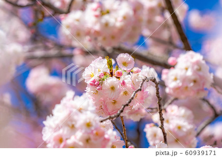 八重桜　アップ　千曲川桜堤　【長野県】 60939171