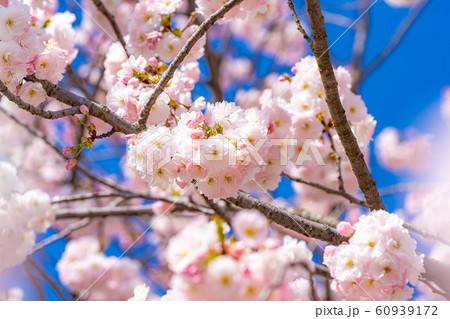 八重桜 アップ 千曲川桜堤 【長野県】 八重桜 アップ 千曲川桜堤 【長野県】 60939172