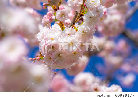 八重桜　アップ　千曲川桜堤　【長野県】 60939177