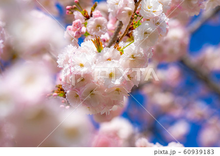 八重桜　アップ　千曲川桜堤　【長野県】 60939183