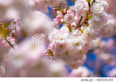 八重桜 アップ 千曲川桜堤 【長野県】 八重桜 アップ 千曲川桜堤 【長野県】 60939184