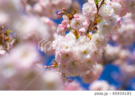 八重桜 アップ 千曲川桜堤 【長野県】 八重桜 アップ 千曲川桜堤 【長野県】 60939185
