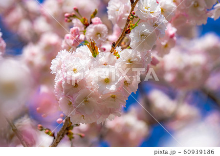 八重桜　アップ　千曲川桜堤　【長野県】 60939186